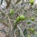 Olea Europaea (Olivovník európsky) ´FRANTOIO´ - výška 190-210 cm, obvod kmeňa 80/90 cm, kont. C150L (-12°C)